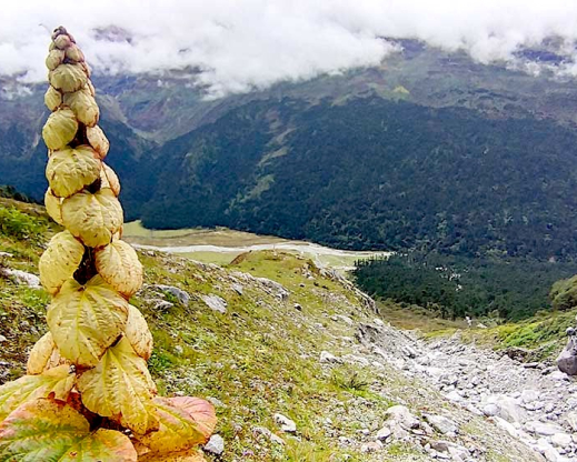 Rheum nobile Rheum nobile