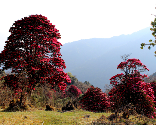 Rhododendron arboreum in bloom in the Singalila National Park near Darjeeling in early April. Rhododendron arboreum in bloom in the Singalila National Park near Darjeeling in early April.