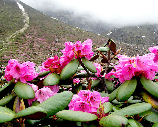 Rhododendron campanulatum subsp. aeruginosum