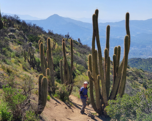Leucostele chiloensis                  