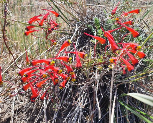 Tropaeolum tricolor