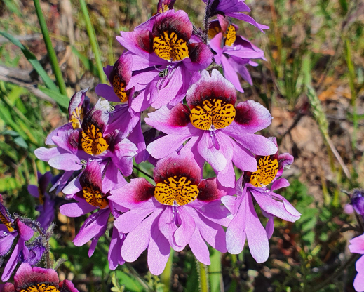 Schizanthus litoralis 