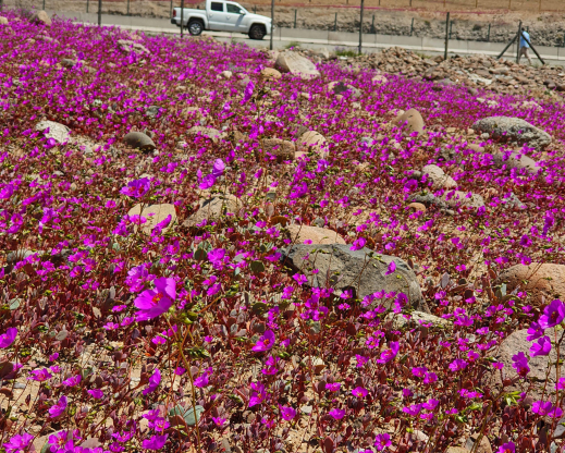 Magenta carpet of Cistanthe sp