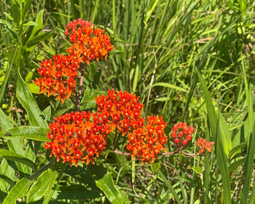 Asclepias tuberosa       