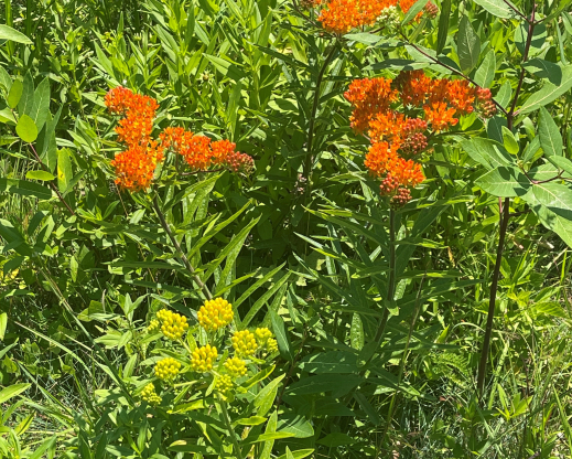 Asclepias tuberosa       