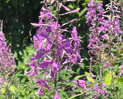 Chamaenerion angustifolium