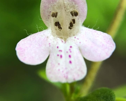 Clinopodium talladeganum 