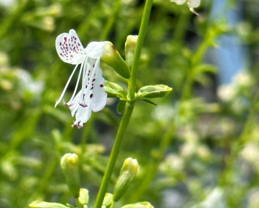 Dicerandra christmanii