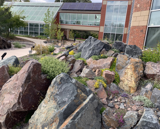 Plants in the crevice garden continue to thrive.