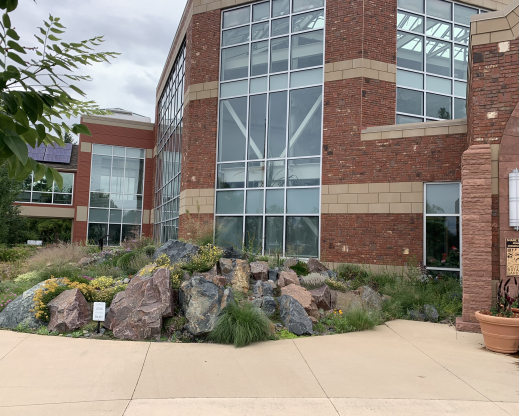 View of the mature crevice garden