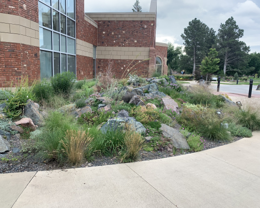 View of the mature crevice garden