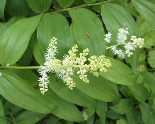 Maianthemum racemosum 