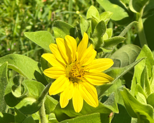 Silphium glutinosum