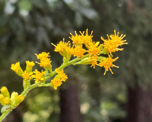 Solidago faucibus                   