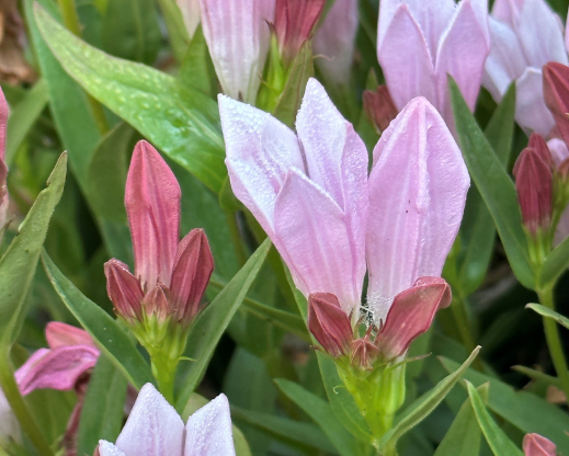 Spigelia alabamensis     
