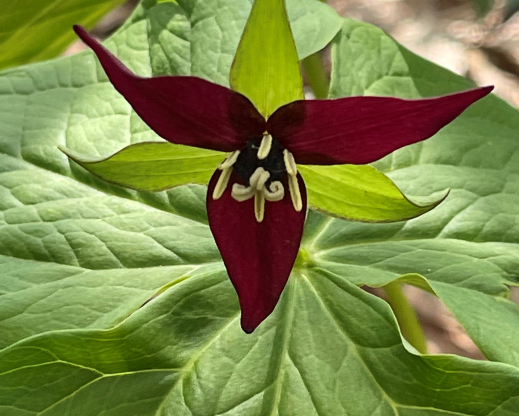 Red form of Trillium erectum