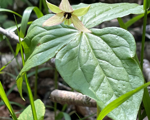 White form of Trillium erectum