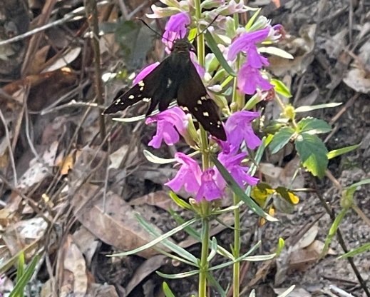Dicerandra odoratissima