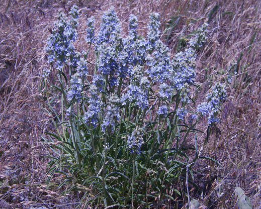 Frasera albicaulis var. columbiana Frasera albicaulis var. columbiana