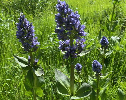 Frasera fastigiata Frasera fastigiata