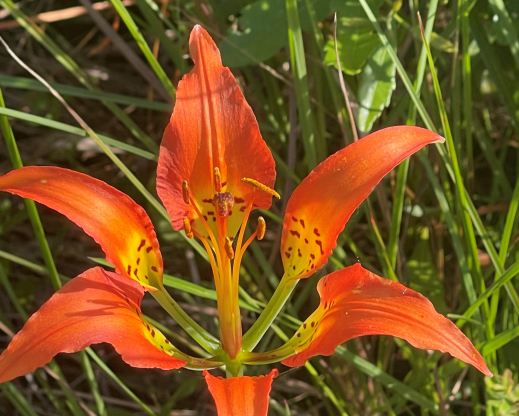 Lilium catesbyi        