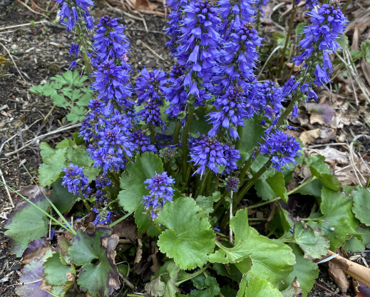 Veronica missurica Veronica missurica