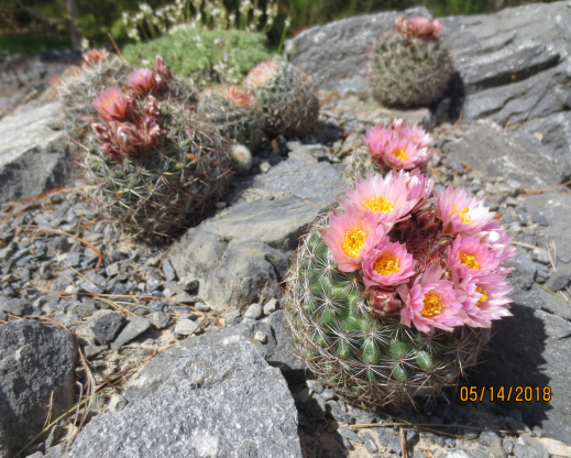 Pediocactus. seeding in the limestone mound