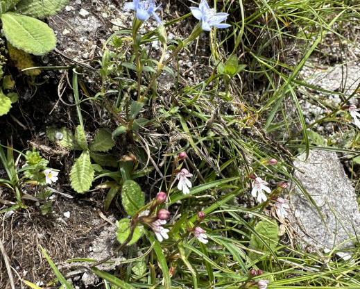 Amitostigma puberulum 