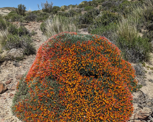 Anarthrophyllum strigulipetalum      