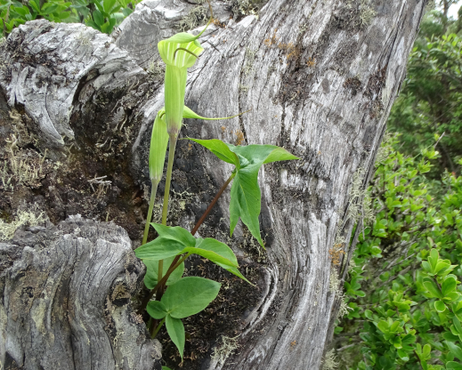 Arisaema jacquemontii        