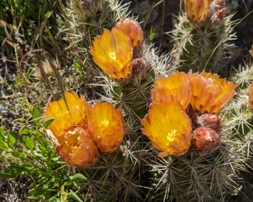 Austrocactus coxii