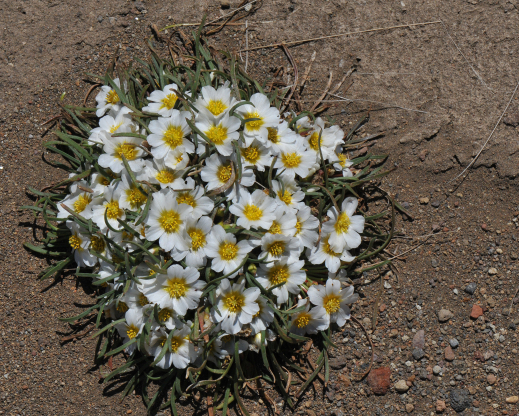 Calandrinia affinis  