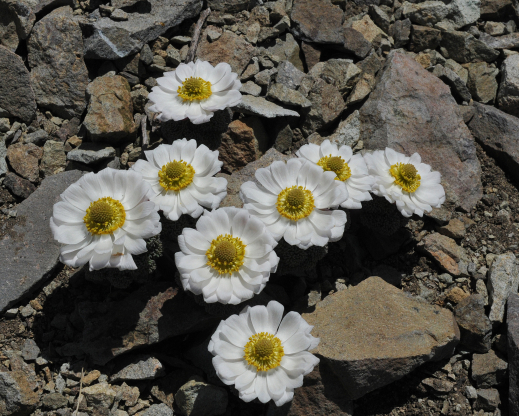 Callianthemoides semiverticillata