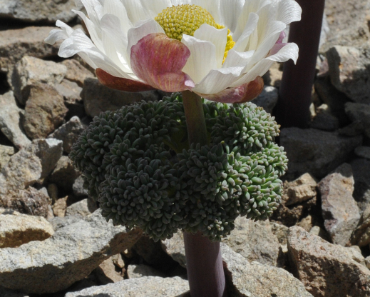 Callianthemoides semiverticillata