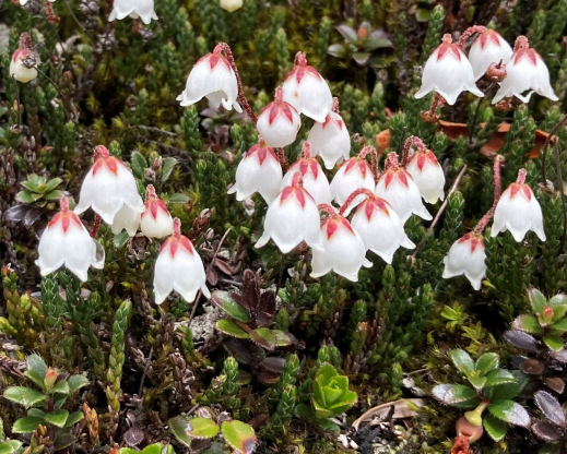 Cassiope selaginoides         