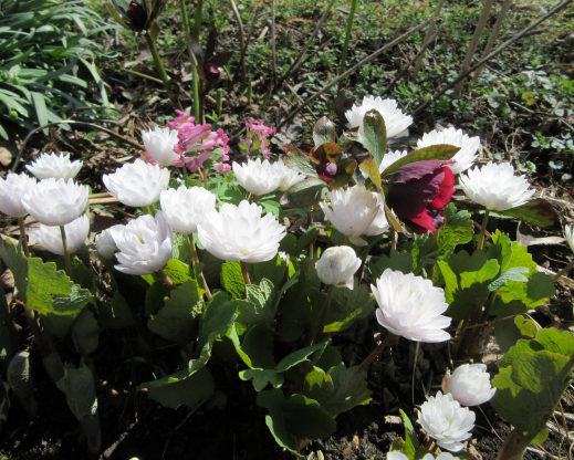 Sanguinaria canadensis ‘Plena