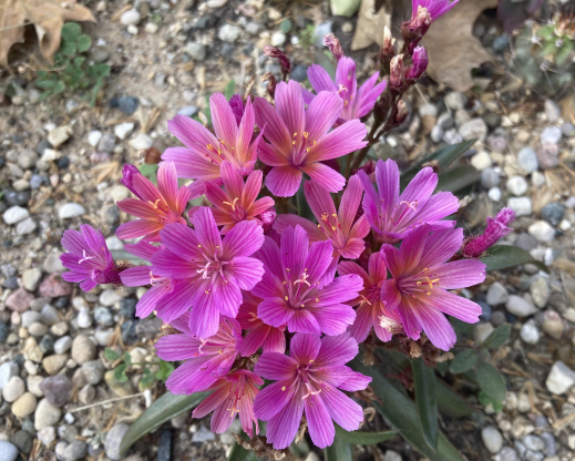 Lewisia ‘Little Raspberry'