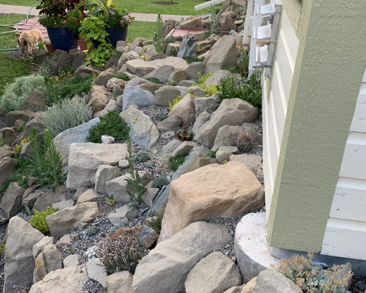 View of the crevice garden after planting