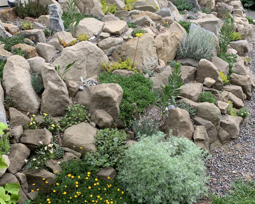 Acantholimon are stand-out critter-resistant plants in the crevice garden.