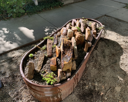  A newly planted horse trough crevice garden