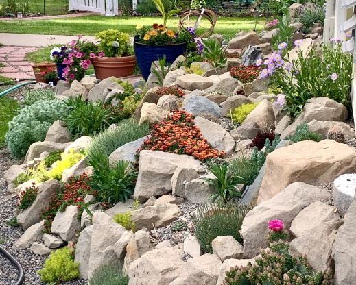 Delosperma ‘Fire Spinner’ flowers heavily but spreads too aggressively.