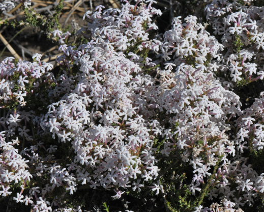 Junellia connatibracteata