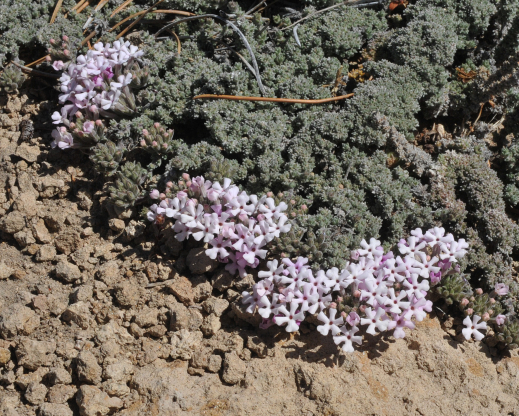 Junellia patagonica        