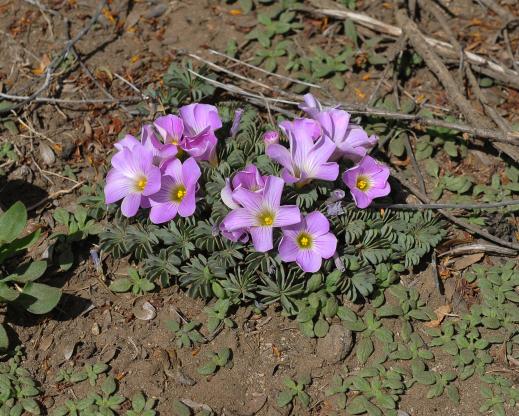 Oxalis adenophylla 