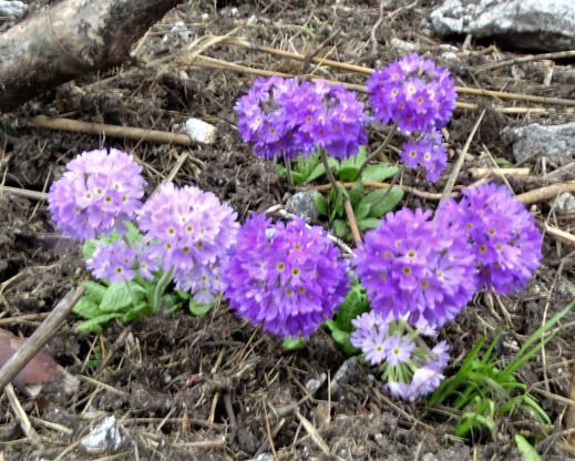 Primula denticulata        