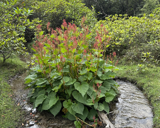 Rheum acuminatum