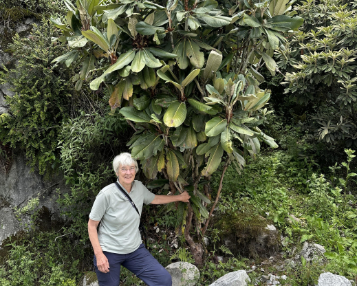 Rhododendron hodgsonii