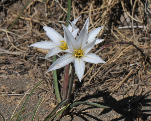 Tristagma patagonicum      