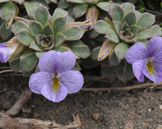 Viola × blaxlandiae 