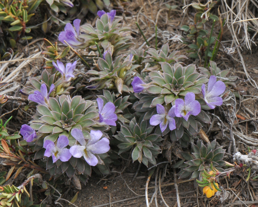 Viola cotyledon